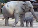 Eléphant D'asie : Fiche Descriptive Complète + Photos concernant Femelle De L Éléphant Nom
