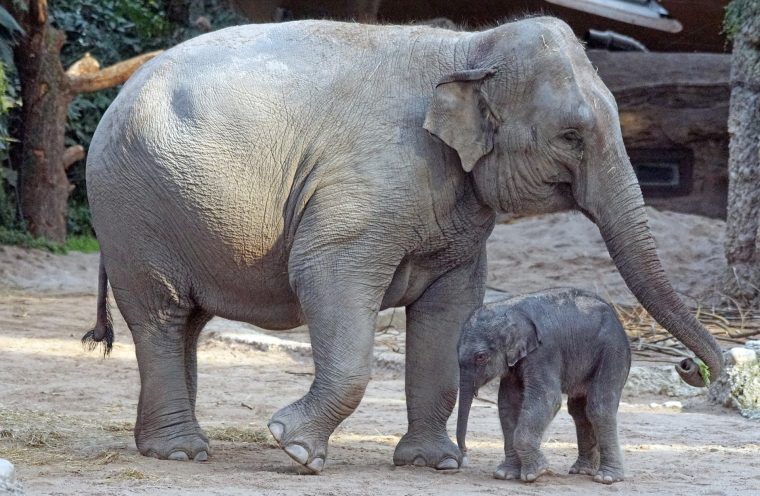 Eléphant D'asie : Fiche Descriptive Complète + Photos concernant Femelle De L Éléphant Nom