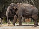 Eléphant D'asie | Zoo De La Palmyre avec Femelle De L Éléphant Nom