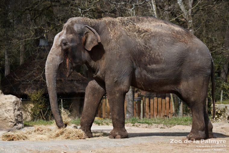 Eléphant D'asie | Zoo De La Palmyre avec Femelle De L Éléphant Nom