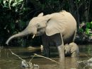 Éléphant De Forêt D'afrique — Wikipédia intérieur Femelle De L Éléphant Nom