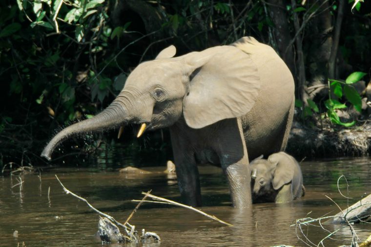 Éléphant De Forêt D'afrique — Wikipédia intérieur Femelle De L Éléphant Nom