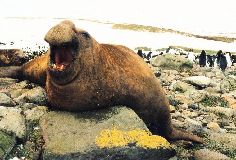 Éléphant De Mer Du Sud — Wikipédia pour Femelle De L Éléphant Nom