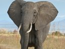 Éléphant De Savane D'afrique — Wikipédia pour Femelle De L Éléphant Nom