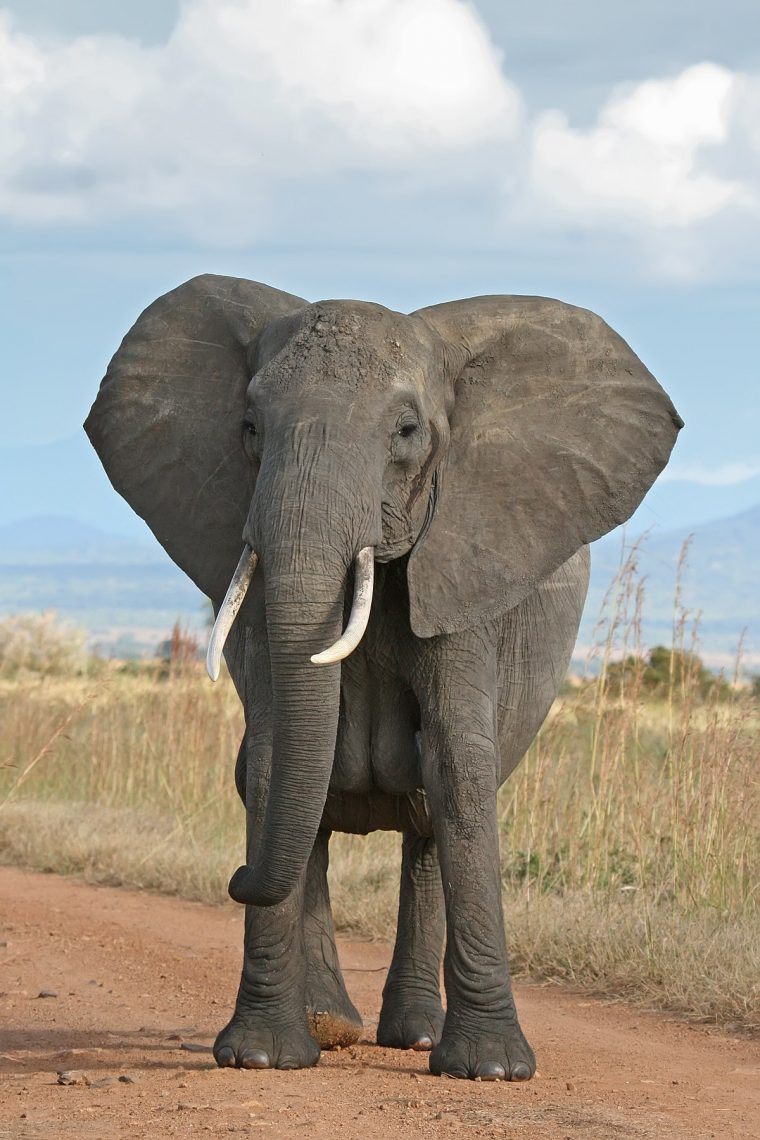 Éléphant De Savane D'afrique — Wikipédia pour Femelle De L Éléphant Nom