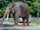 Éléphant De Sumatra — Wikipédia concernant Femelle De L Éléphant Nom