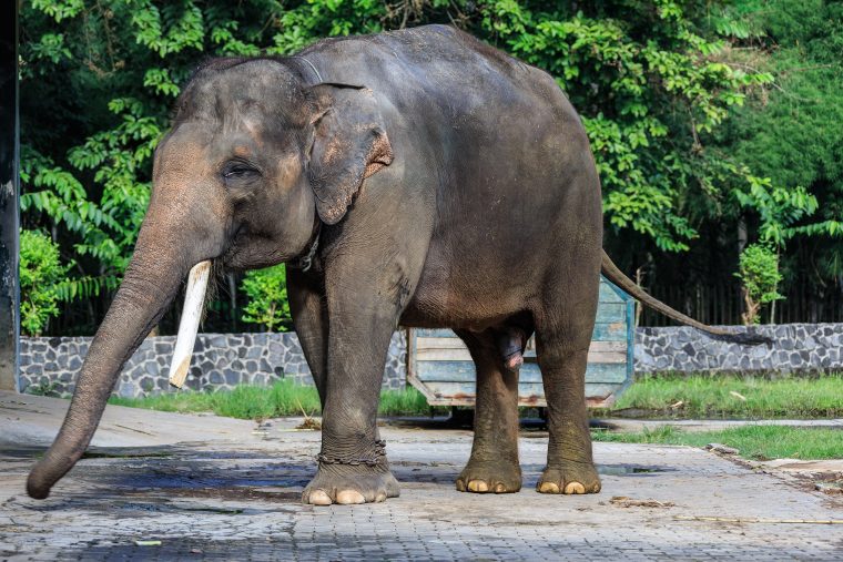 Éléphant De Sumatra — Wikipédia concernant Femelle De L Éléphant Nom