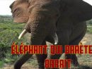 Elephant Qui Barete Ou Barrit Le Cri De L' Elephant intérieur Barrissement Elephant