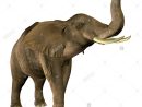 Elephant Trumpeting Stock Photos &amp; Elephant Trumpeting Stock destiné Barrissement Elephant