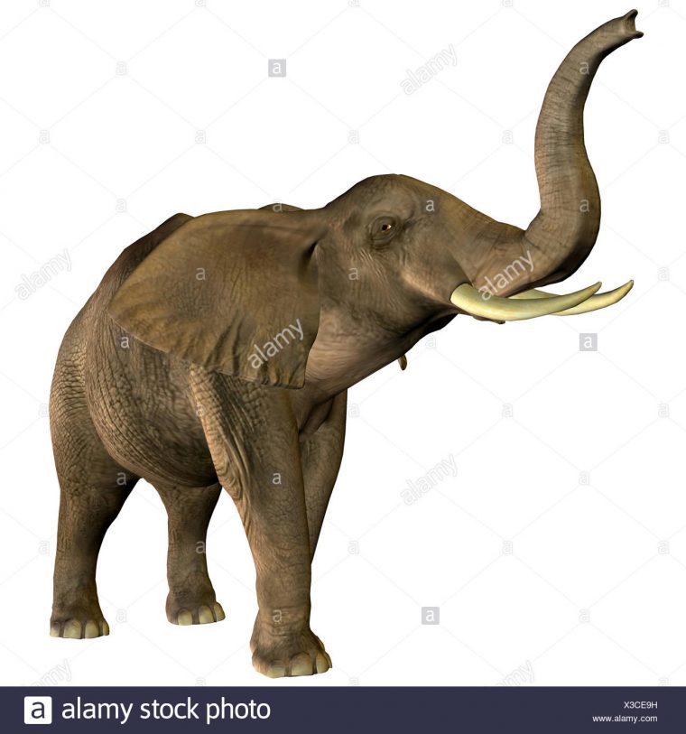 Elephant Trumpeting Stock Photos & Elephant Trumpeting Stock destiné Barrissement Elephant