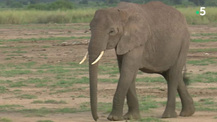 Eléphants Du Kilimandjaro – Vendredi 11 Janvier 2019 – Page tout Barrissement Elephant