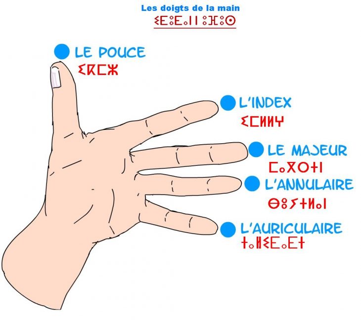 Elhoucine Elhou: Les Noms Des Doigts De La Main En Amazigh intérieur Le Nom Des Doigts De La Main