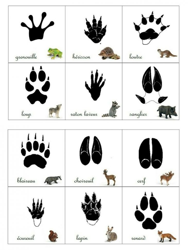 Empreintes Animaux De La Forêt | Animaux Maternelle pour Animaux Foret Maternelle