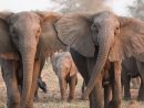 En Réaction Au Braconnage, De Plus En Plus D'éléphants intérieur Femelle De L Éléphant Nom