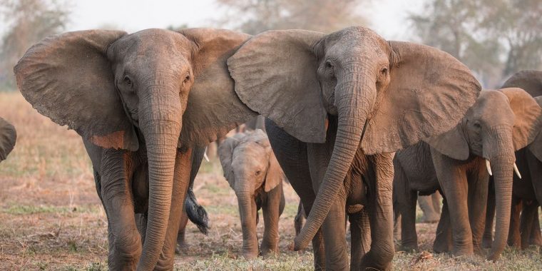 En Réaction Au Braconnage, De Plus En Plus D'éléphants intérieur Femelle De L Éléphant Nom