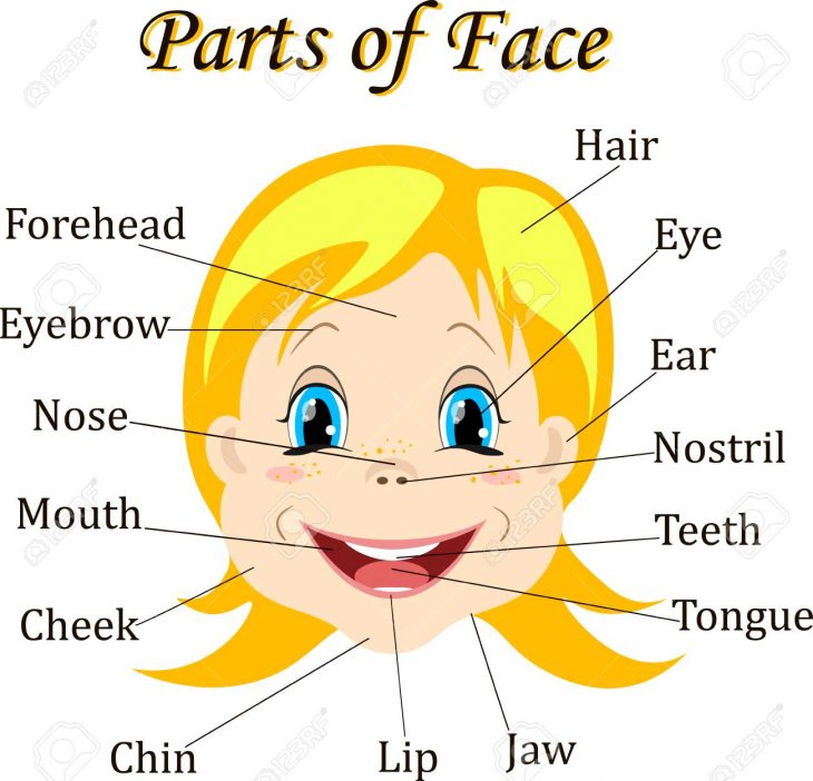 Enfant De Dessin Animé Fille. Vocabulaire Des Parties Du Visage.  Illustration Vectorielle intérieur Apprendre Les Parties Du Visage