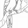 Épinglé Par Nina Yilmaz Sur Oiseaux | Coloriage Perroquet concernant Perroquet Coloriage A Imprimer