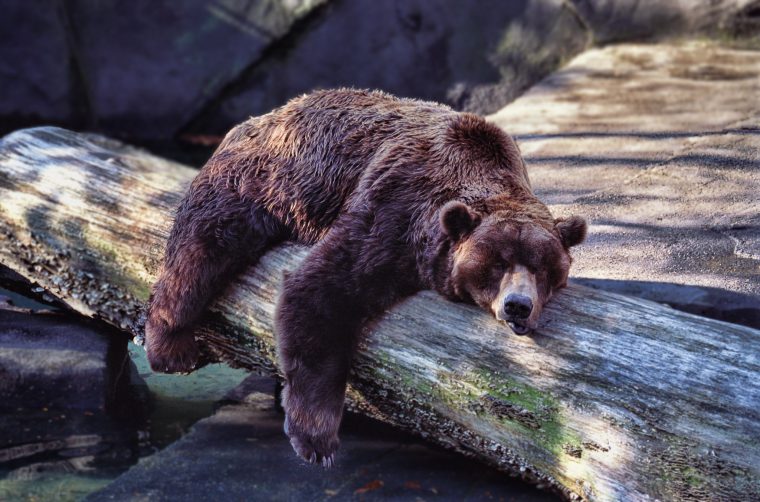 Et Si L'hibernation Permettait De Percer Le Secret De L avec Animaux Qui Hivernent