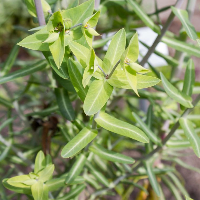 Euphorbe – Herbe À Taupe avec Arbre A Taupe