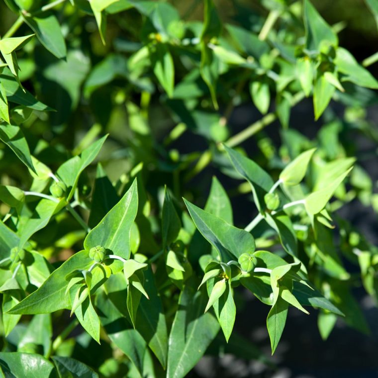 Euphorbe – Herbe À Taupe encequiconcerne Arbre A Taupe