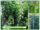 Euphorbe Herbe À Taupes - Euphorbia Lathyris - 121 - Flore tout Arbre A Taupe
