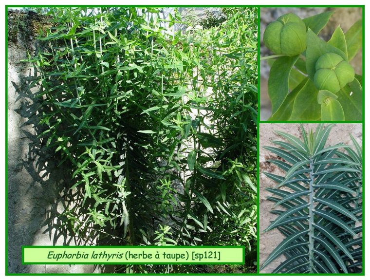 Euphorbe Herbe À Taupes – Euphorbia Lathyris – 121 – Flore tout Arbre A Taupe