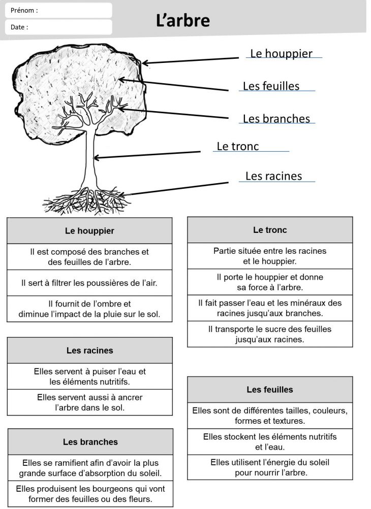 Exercices Feuille Et Arbre – Loustics encequiconcerne Fiche D Exercice Cp