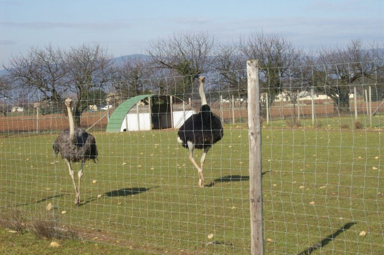 Ferme De L'autruche Drômoise-L'autruche, Quel Drôle D'oiseau ! concernant Male De L Autruche