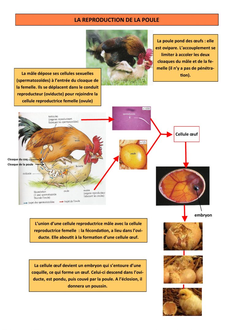 Fiche Repro Poule dedans Animaux Ovipares Liste