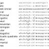 File:evolution Of Minuscule.svg - Wikimedia Commons encequiconcerne L Alphabet Minuscule