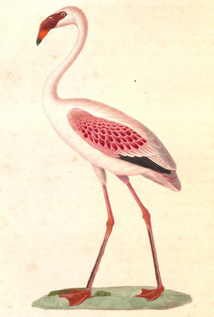 File:phoeniconaias Minor 1838 – Wikimedia Commons dedans Pixel Art Flamant Rose