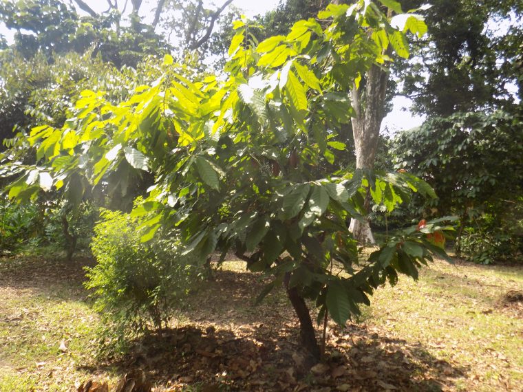 File:theobroma Cacao Arbre 2 – Wikimedia Commons concernant Arbre A Taupe