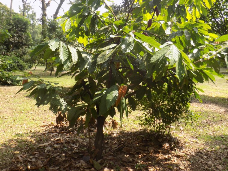 File:theobroma Cacao Arbre – Wikimedia Commons concernant Arbre A Taupe