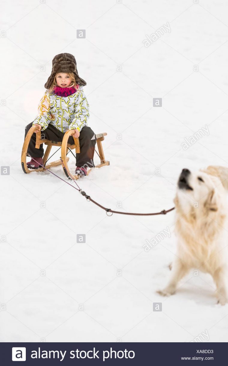 Fille Qui Se Fait Tiré Par Chien Sur Toboggan Dans La Neige serapportantà Chien Qui Fait De La Luge