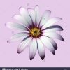 Fleur Osteospermum Découper Sur Fond Lilas Banque D'images intérieur Fleurs À Découper
