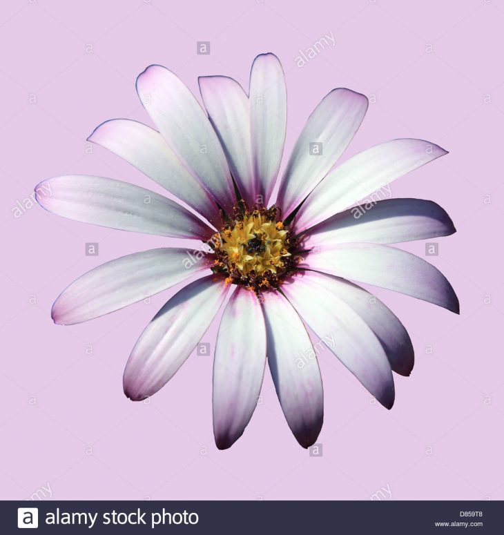 Fleur Osteospermum Découper Sur Fond Lilas Banque D'images intérieur Fleurs À Découper