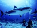 Fond D'écran Requin Gratuit Fonds Écran Requins Animaux Squales encequiconcerne Requin Jeux Gratuit
