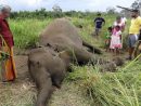 France-Monde | Sept Éléphants Découverts Morts, Sans Doute avec Femelle De L Éléphant Nom