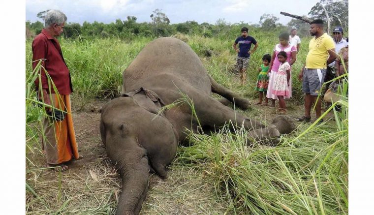 France-Monde | Sept Éléphants Découverts Morts, Sans Doute avec Femelle De L Éléphant Nom