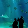 France-Monde | Tous Les Requins-Marteaux De L'aquarium tout Tous Les Jeux De Requin