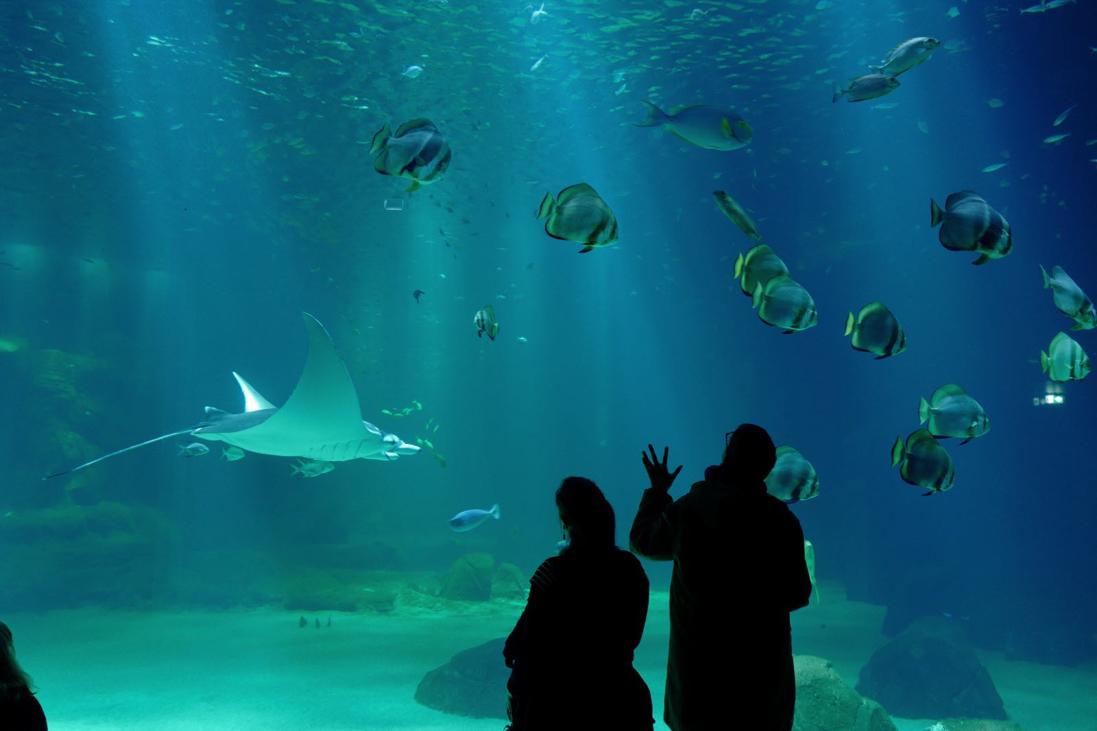 France-Monde | Tous Les Requins-Marteaux De L&amp;#039;aquarium tout Tous Les Jeux De Requin 