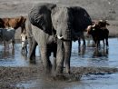 France-Monde | Un Éléphant Observé En Liberté Pour La serapportantà Femelle De L Éléphant Nom