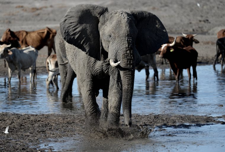 France-Monde | Un Éléphant Observé En Liberté Pour La serapportantà Femelle De L Éléphant Nom