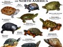 Freshwater Turtles Of North America By Rogerdhall On concernant Animaux Ovipares Liste