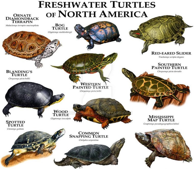 Freshwater Turtles Of North America By Rogerdhall On concernant Animaux Ovipares Liste