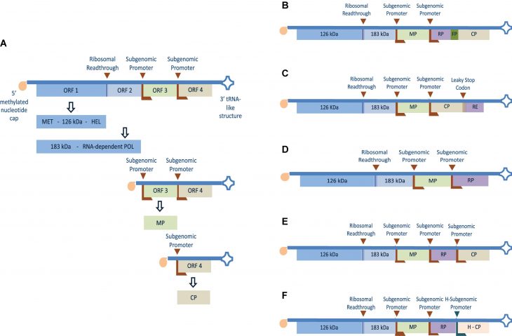 Frontiers | Plant Viruses In Plant Molecular Pharming concernant Reproduction Figure Cp