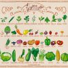 Fruits Et Légumes De Juillet destiné Nom De Legume