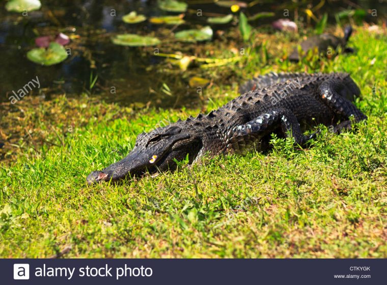 Gater Stock Photos & Gater Stock Images – Alamy encequiconcerne Mots Gator