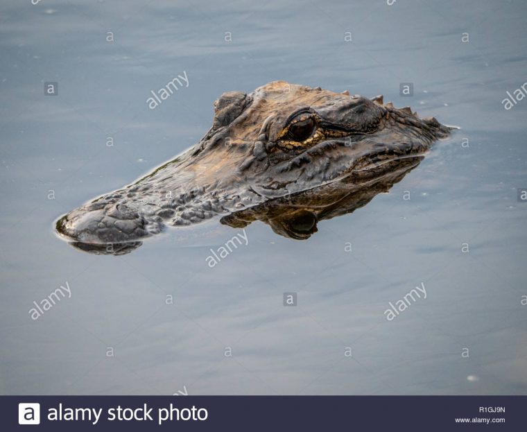 Gater Stock Photos & Gater Stock Images – Alamy intérieur Mots Gator