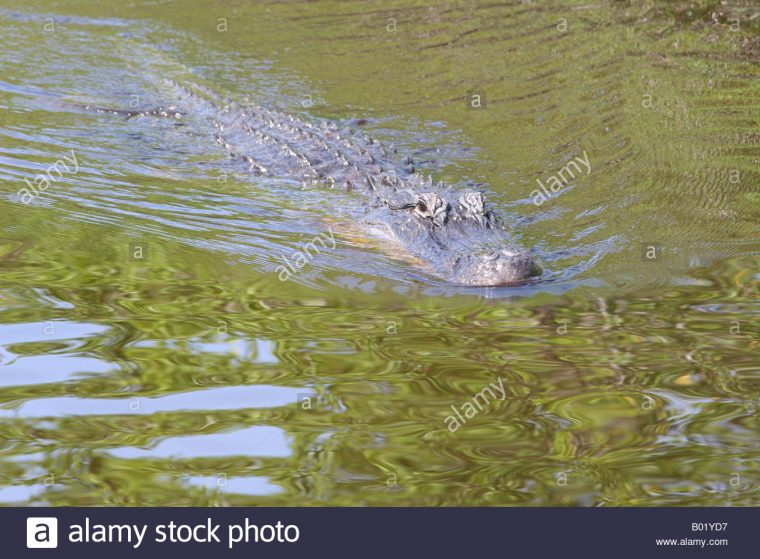 Gater Stock Photos & Gater Stock Images – Alamy pour Mots Gator